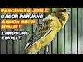 Download Lagu PANCINGAN kenari GACOR PANJANG cuit cuit EMOSI ampuh Untk MASTERAN kenari PAUD belajar BUNYI #KENARI