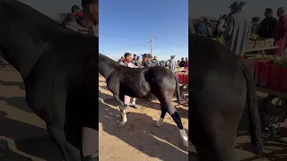 جدع فطام دهم مليح عندو 10 شهر تعطات فيه 8000 درهم 