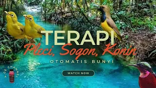 terapi pleci sogon konin bahan agar gacor mix suara cungkok bren gereja pleci betina