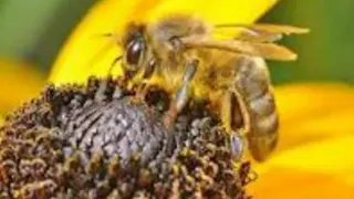 Surah Al Nahl The Bees Sheikh Khalid Al Jileel 