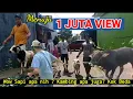 Download Lagu AWAS KEDATANGAN HEWAN KURBAN SAPI JUMBO DIIKUTI KAMBING LINCAH - IDUL ADHA BAGIAN 7