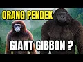 Lagu How Can a Gibbon Become an Orang Pendek?