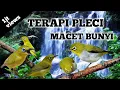 Download Lagu TERAPI AIR BURUNG PLECI DAN MASTERAN PLECI MACET BUNYI - TERBARU 2021