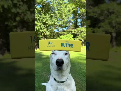 Butter dawg #butterdog #butter #meme #dogshorts