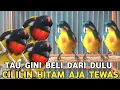 Lagu HARGA PULUHAN RIBU WARNA NYA CANTIK KALO SUDAH BUNYI PEDEZ SETAJEM SILET !! CILILIN AJA TEWAS