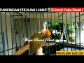 Download Lagu Prenjak Gacor - Pancingan Prenjak Lumut Tembakan Variasi - Masteran Suara Pikat Prenjak Kepala Merah