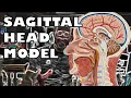 Sagittal Head Model with subtitles - Ohio University