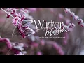 Download Lagu Vietsub | Winter blossom - Dept (Feat. Ashley Alisha, nobody likes you pat) Lyrics Video