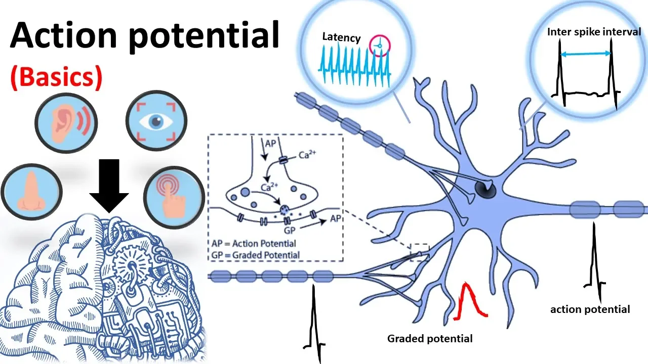 Action Potential (Basics)