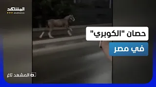 مطاردة فوق الكوبري في مصر   حصان هارب يربك السائقين ويخطف الأنظار    المشهد تاغ دندنها