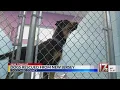 NC animal rescue employee notifies NJ police of major animal neglect case leading to arrests