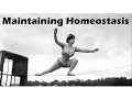 Maintaining Homeostasis