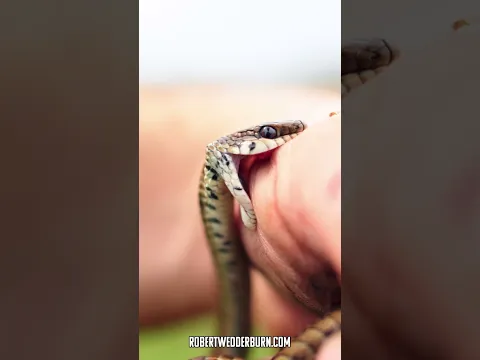 This Snake Will NOT Let Go!