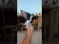 Download Lagu wow ❤️ Black king Kabootar ki video 🥰 || #shorts #pigeon #kabootar #viral