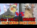 Download Lagu COCKTAIL FALK VS WAMBI - Suara FALK meniru WAMBI GACOR!