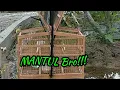 Download Lagu Pikat ciblek dekat paret sawah, MANTUL bro