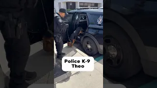 First official day on the job! #policek9 #bloodhound #policedog #dogsofyoutube #bloodhounds