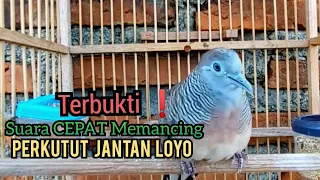 Download Perkutut BETINA Memanggil JANTAN Suara AMPUH Memancing Perkutut Lokal Gacor Susah BUNYI AUTO BIRAHI MP3