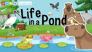 life in a pond