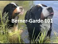 Berner-Garde 101 How to navigate the Bernese Mountain Dog Health Database verify health clearances
