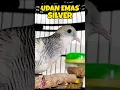 Download Lagu suara Perkutut Silver Udan Mas Betina Memanggil Jantan ‼️