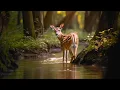 Beautiful Relaxing Music, Peaceful Soothing Music, \