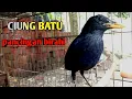 Download Lagu Ciung Batu gacor pancingan berbunyi teler