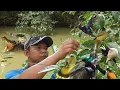Download Lagu Menyeramkan Mikat Konin Di Pinggir Sungai Yang Banyak Buayanya