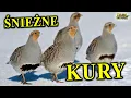 Dlaczego Zniknęły? - KUROPATWY - Polne Kuraki
