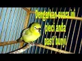 Download Lagu Suara Pleci birahi, Masteran semua jenis burung.