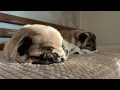Pug snoring - relaxing sounds ASMR