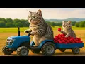 Download Lagu Mama Cat \u0026 Kitten Harvest Raspberry \u0026 Makes Tiger Hat For Kittens At Home🐾🍓🎩