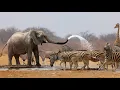 Download Lagu Wild Life - Nature Documentary Full HD 1080p
