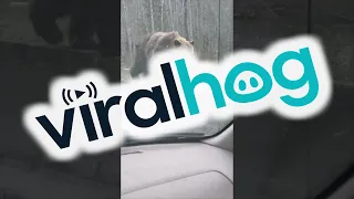                                                              دندنها