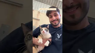 ماتخافوا علي انا بخير بس كم عضة Fypシ Kitty Funny Straycat Straypet Kittycat Catbehavior 