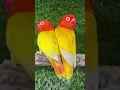 Download Lagu FLEX Lovebird ino opaline #birdsong #animals #birdsounds #birds #nature