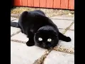 Download Lagu Lihat Reaksi Kucing ini ketika mendengar Suara Terompet Jaman Persia