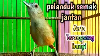 Download pelanduk semak jantan auto terangsang berbunyi dengan kleperan pelanduk betina ini MP3