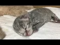 Download Lagu 😍Xin Chào, Bella và các con  |Hello World! Cat Bella gives birth to kittens |Six hours after birth 😍