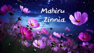 mahiru zinnia sub indo 