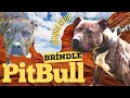 Brindle Pitbull Dog Breed Info Pictures Personality Facts