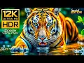 Download Lagu DOLBY VISION 🌿 12K HDR 120fps - Unbelievable Colorful Animal World #BGM