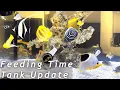 Download Lagu 200G WATERBOX FOWLR UPDATE! BUTTERFLY AND ANGELFISH GALORE!