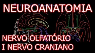 Aula: Neuroanatomia - Nervo Olfatório (I Nervo Craniano) e o Sistema Olfativo | Neuroanatomia #6.1
