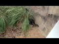 Download Lagu Chimp Throws Raccoon - 2957