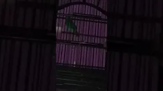 cucak ijo rasa cililin