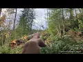 Download Lagu How A Dutchman Works For Tree Felling [w/ demonstration]