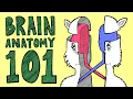 BRAIN ANATOMY BASICS In Rhyme