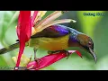 Download Lagu suara pikat kolibri kelapa ribut jernih no bising anti gagal