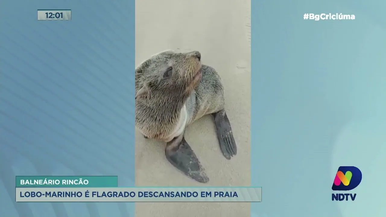 Lobo-marinho é flagrado descansando em praia